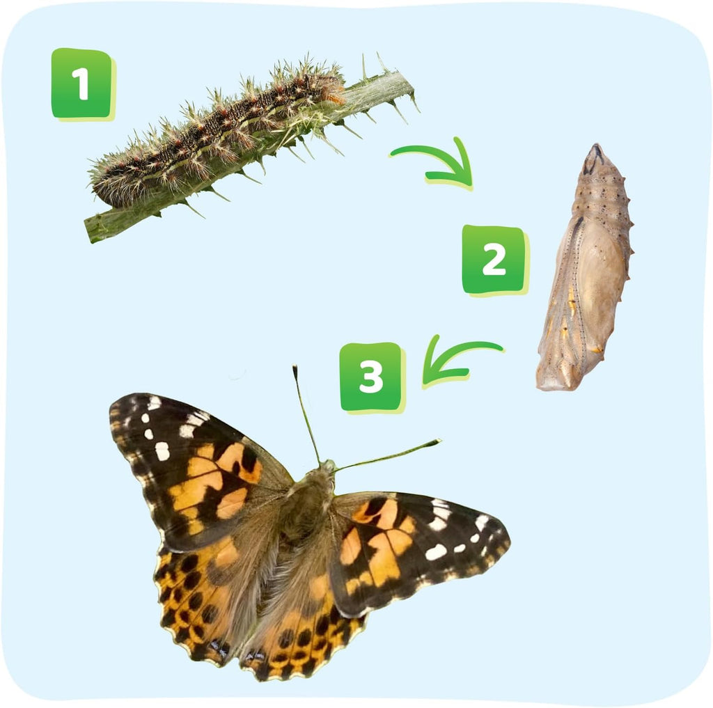 Raise and Release Butterfly Garden Kit – Live Butterfly Growing STEM Educational Set for Kids Science, Nature Learning & Outdoor Exploration